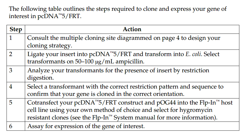 pcDNA5-FRT 使用流程